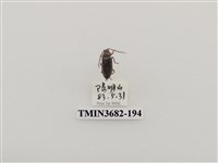 藏品(鞘翅目(2))的圖片